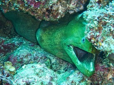 Moray eel