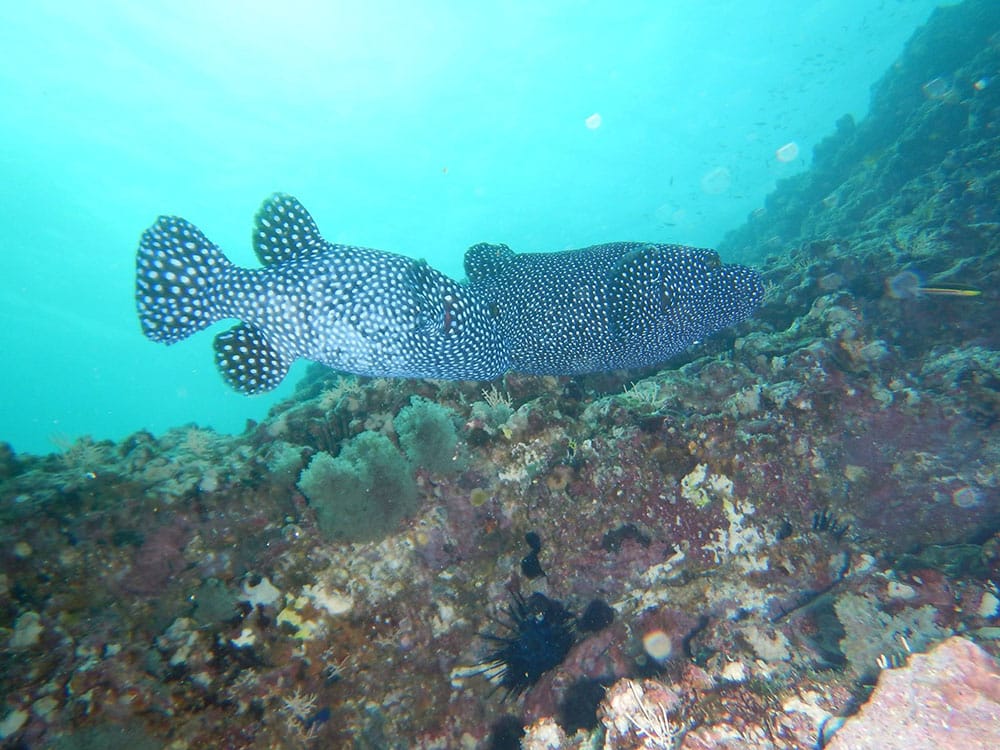 Snorkeling Conchal